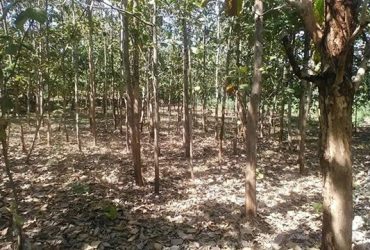 DIJUAL TANAH GUNUNGKIDUL : TANAH PEKARANGAN