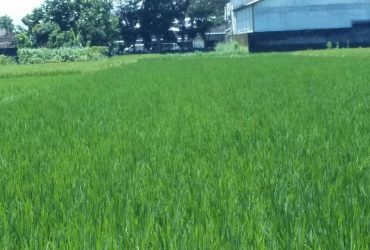 DIJUAL TANAH SLEMAN : SAWAH GAMPING